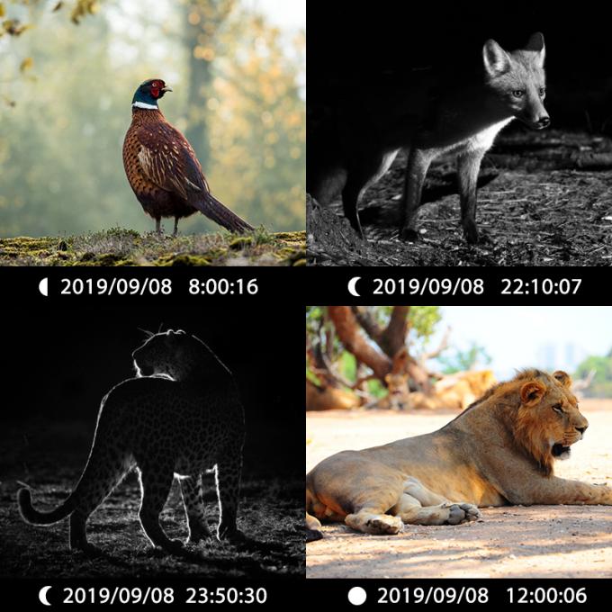 Câmera de caça infravermelha 30MP1080P Câmera de jogo de lentes duplas para armadilhas de vida selvagem ao ar livre Câmera IR à prova d'água 940nm 6