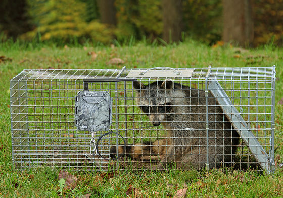 Câmeras de caça HD sem fio