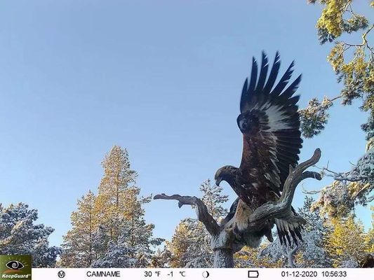 Câmera de Trilha 4G à Prova d'Água IP65