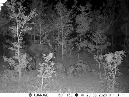 Câmera de caça IP67 sem brilho com suporte para lente micro de 450 mm e câmeras de caça HD com intervalo de 1s-60m