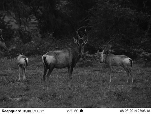 Câmera completa da fuga da visão noturna da câmera dos jogos de HD 1080P 12MP Stealth Cam Hunting